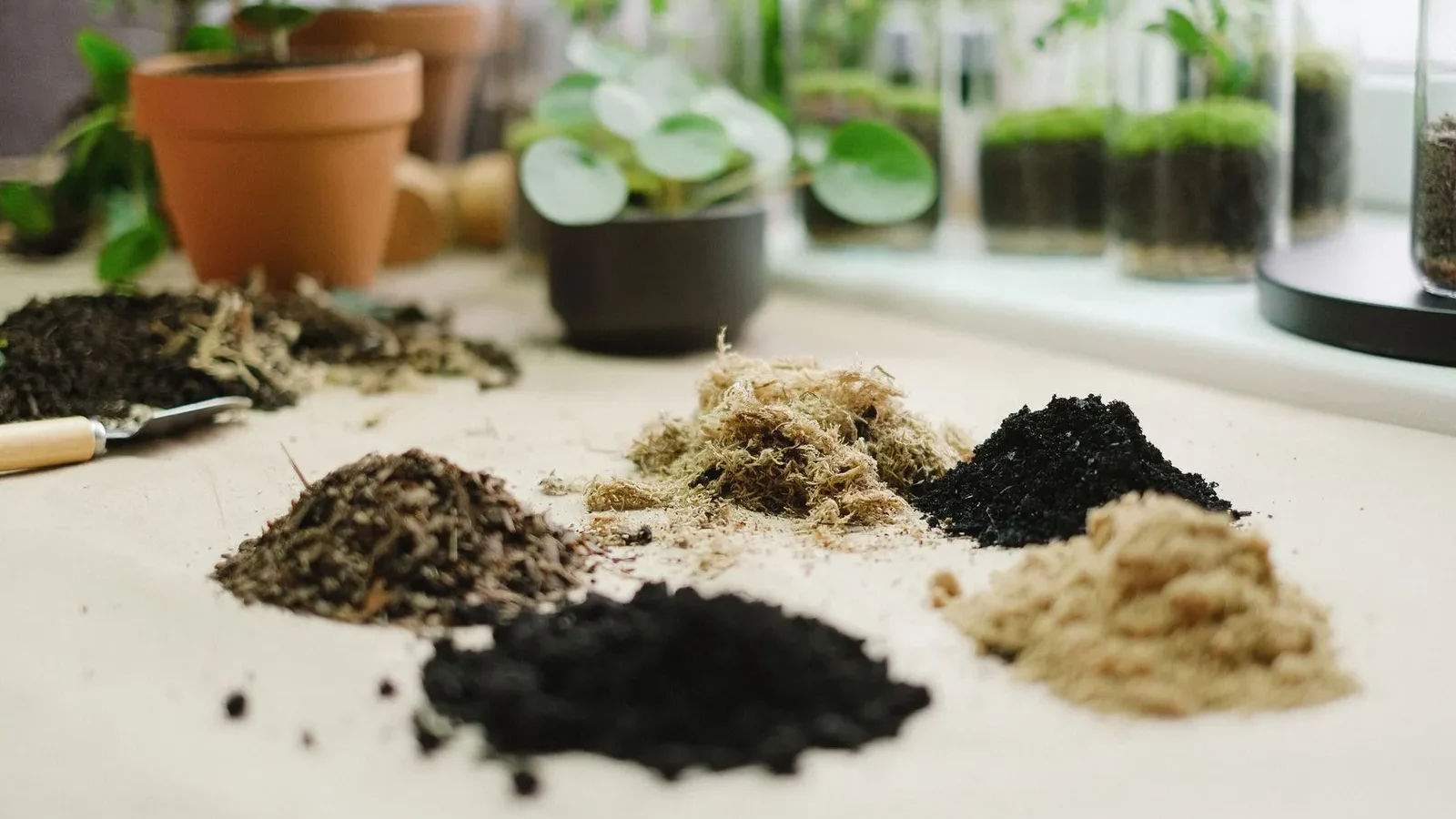 Terreaux et substrats disposés sur une table entourée de plantes en pot