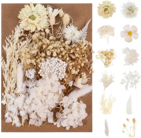Bouquet de fleurs séchées pressées naturelles, blanc