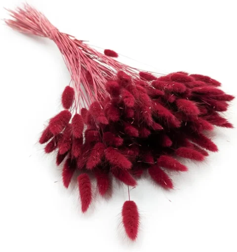 Bouquet de Lagurus Ovatus séché bordeaux, 100 g