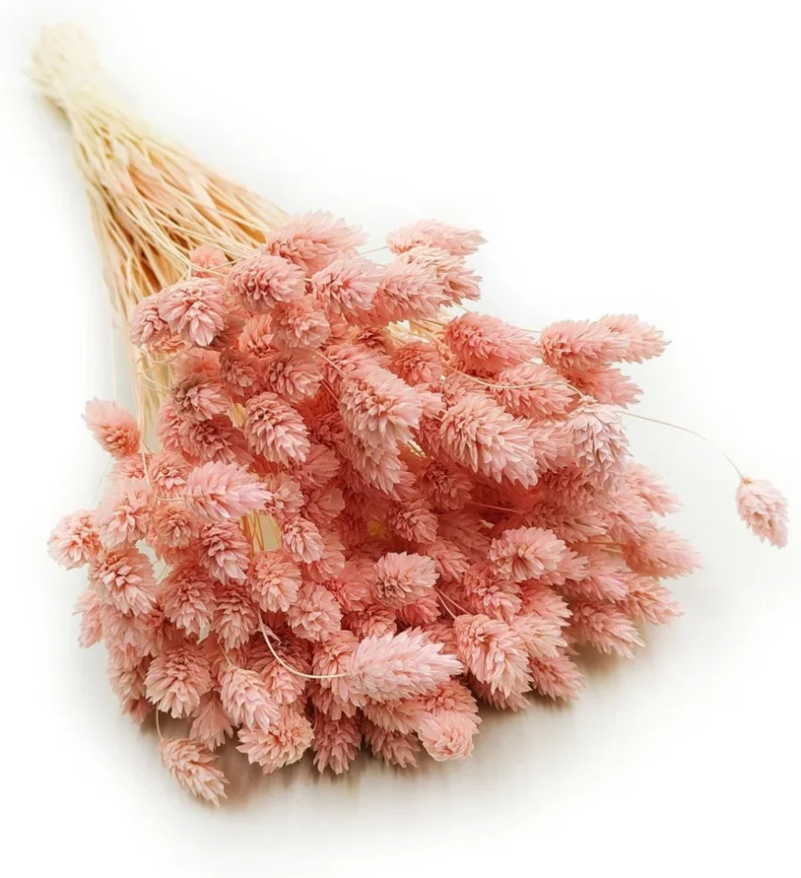 Bouquet de Phalaris séché rose saumoné, 80 g