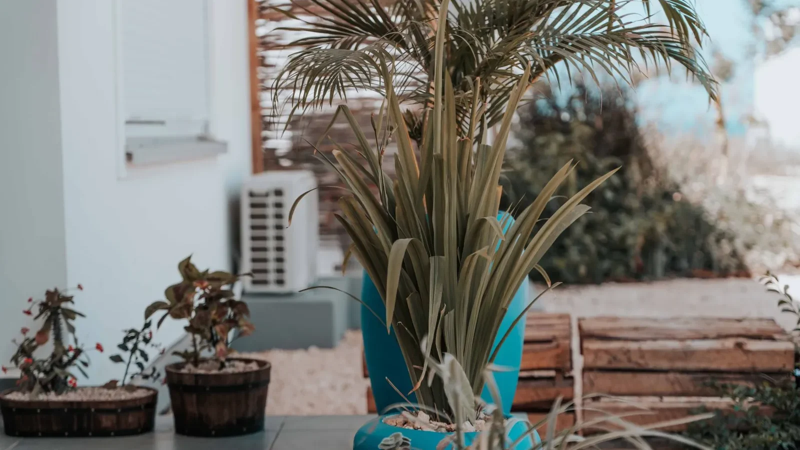 Terrasse garnie de grands pots, dont un palmier dans un pot bleu