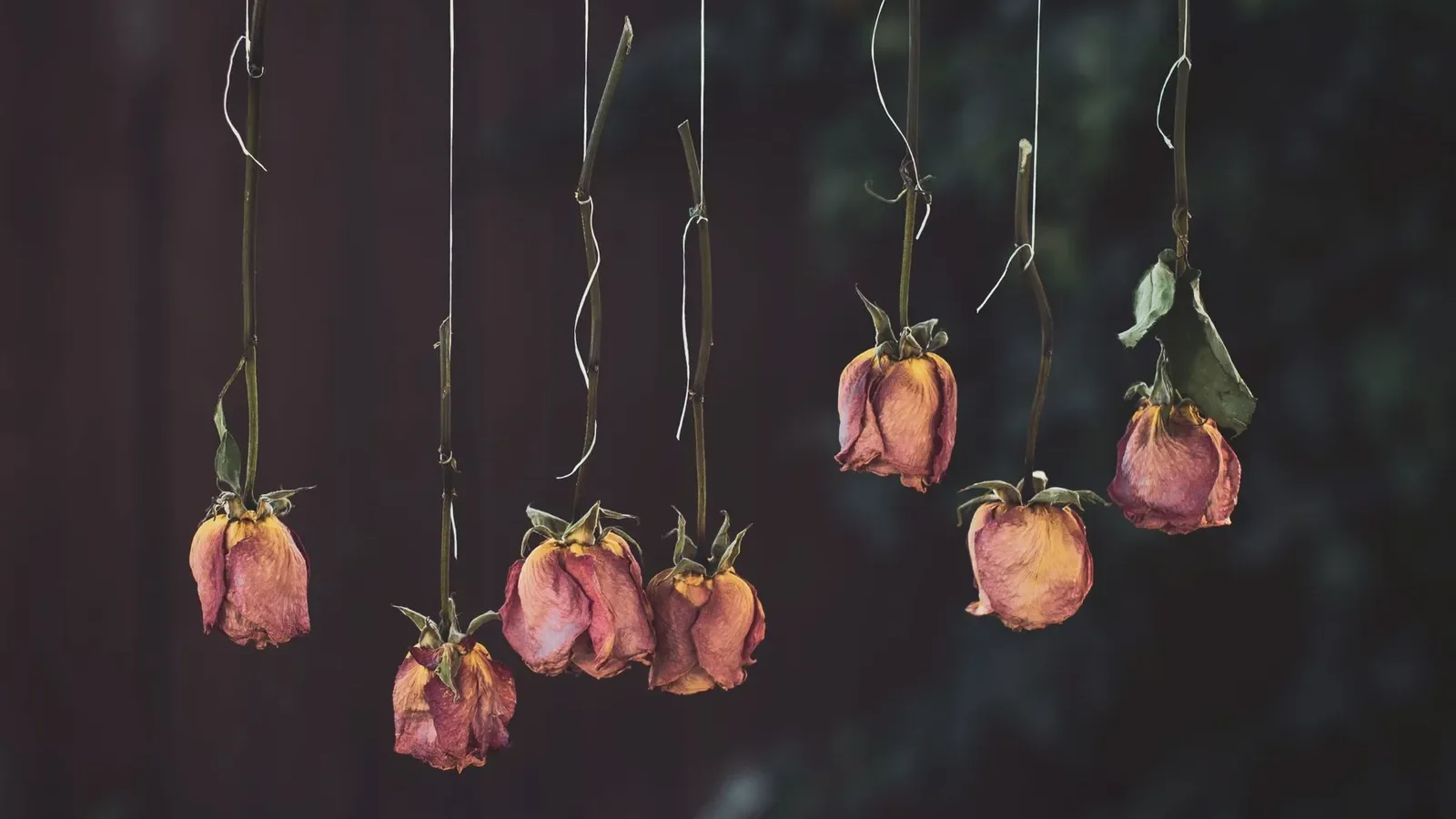 Roses suspendues tête en bas pour le séchage