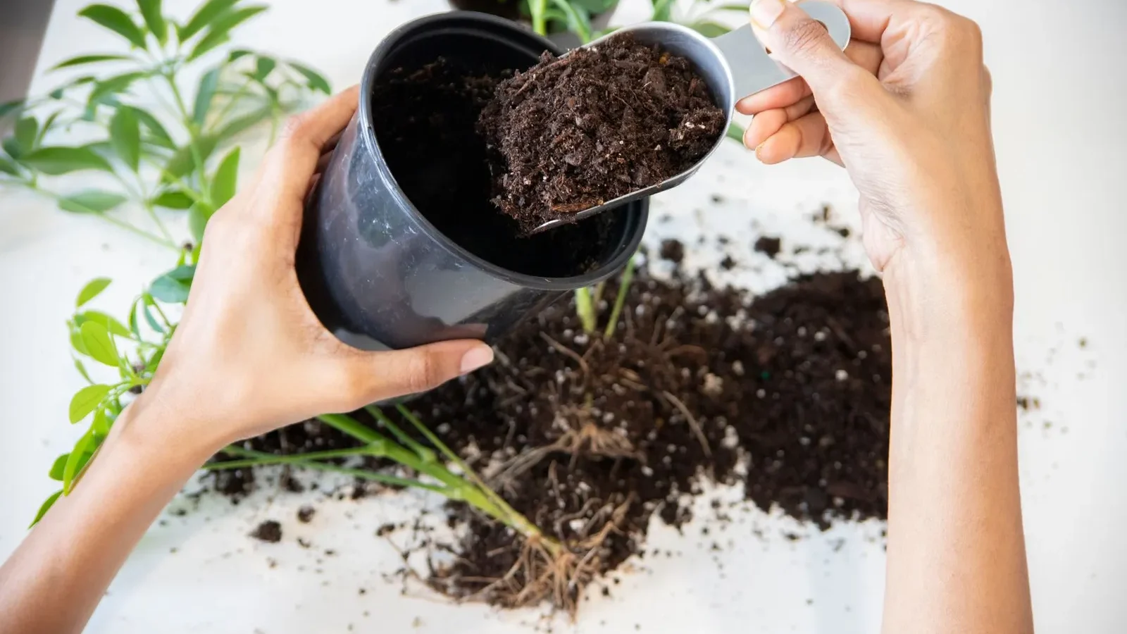 Mains qui rempotent une plante d’intérieur avec du terreau