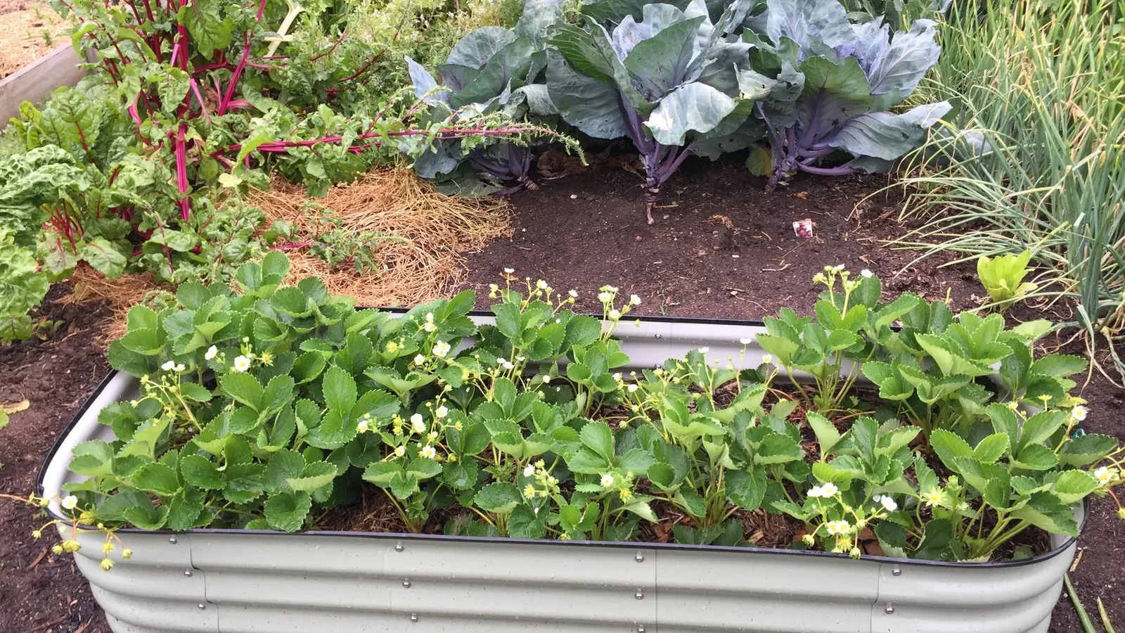 Potager garni de choux et de fraisiers