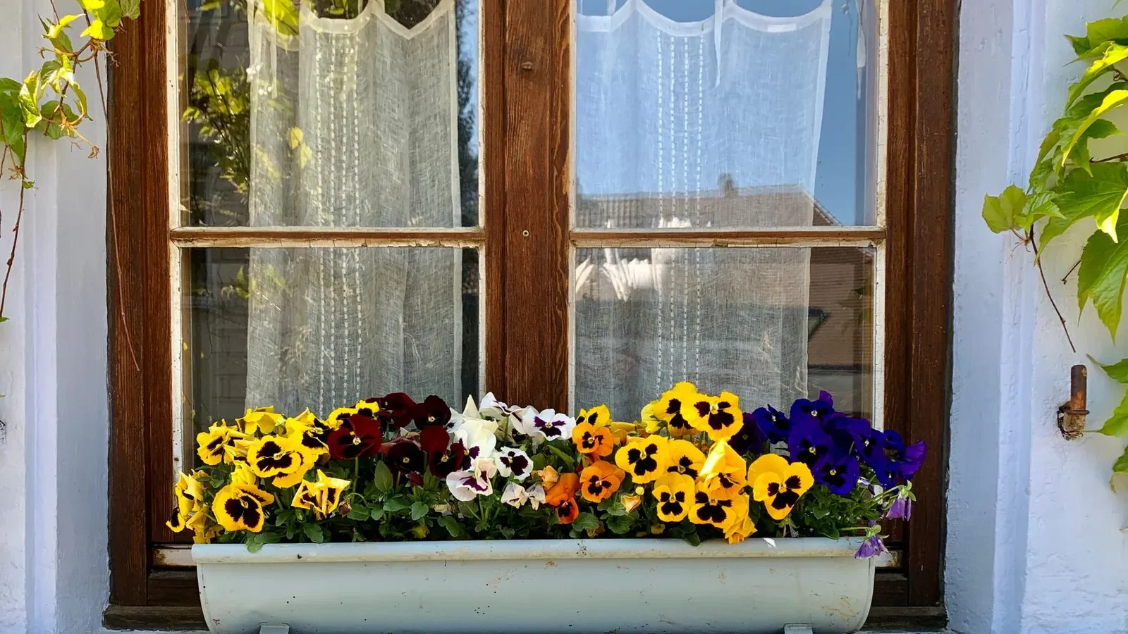 Pensées fleuries en jardinière devant une fenêtre au printemps