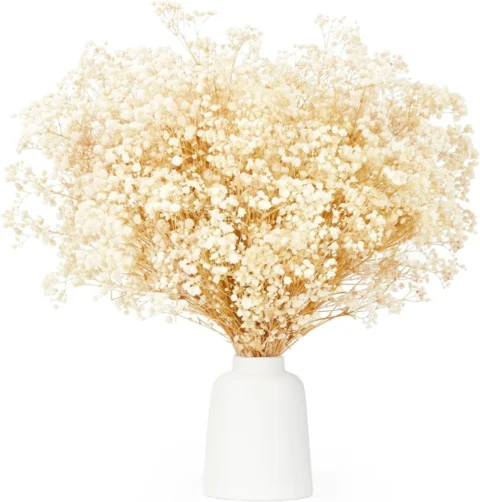 Gypsophile séchée naturelle blanc ivoire, 43 cm