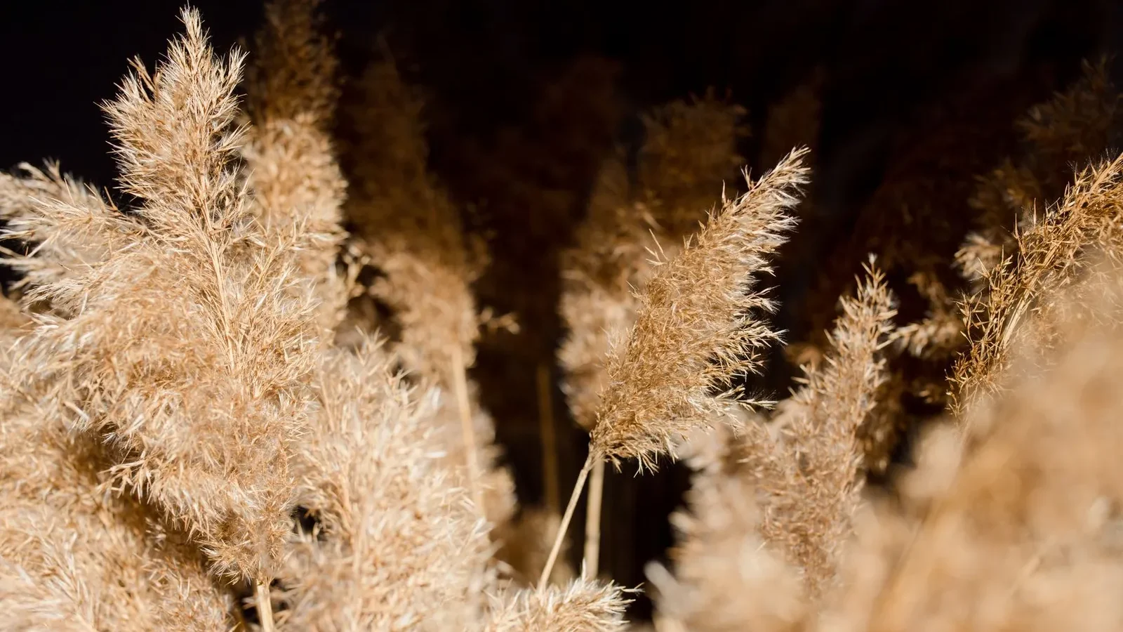 Plumeaux beiges d’herbe de la pampa vus de près