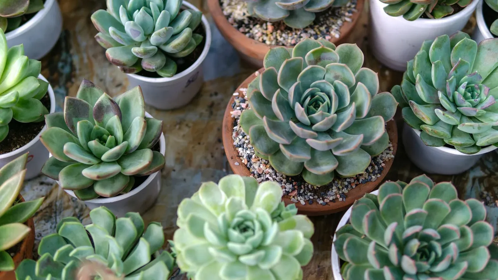 Plantes grasses dans de petits pots