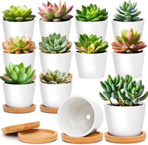 Lot de 12 pots en céramique blanche, 6,5 cm