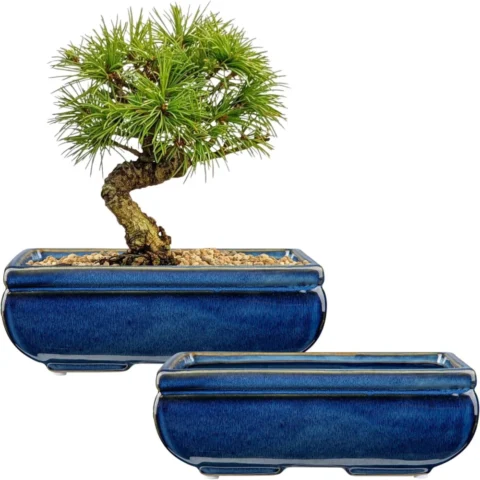 Lot de 2 pots à bonsaï en grès bleu, avec bouchons