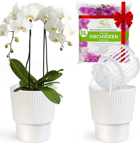 Lot de 2 pots auto-arrosants pour orchidées, 16 cm