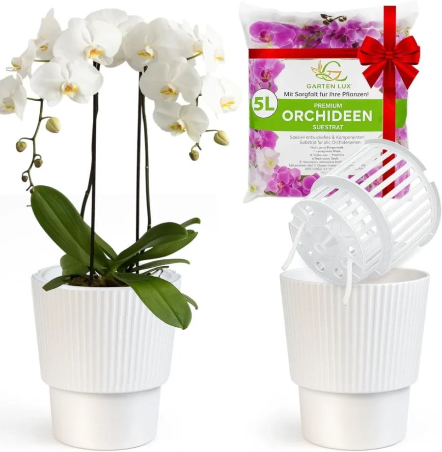 Lot de 2 pots auto-arrosants pour orchidées, 16 cm
