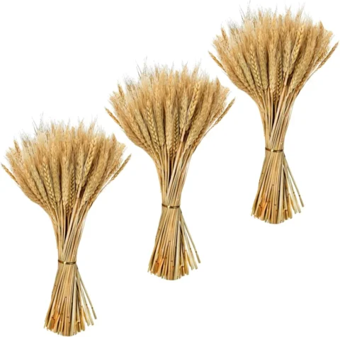Lot de 300 épis de blé séchés naturels, 40 cm