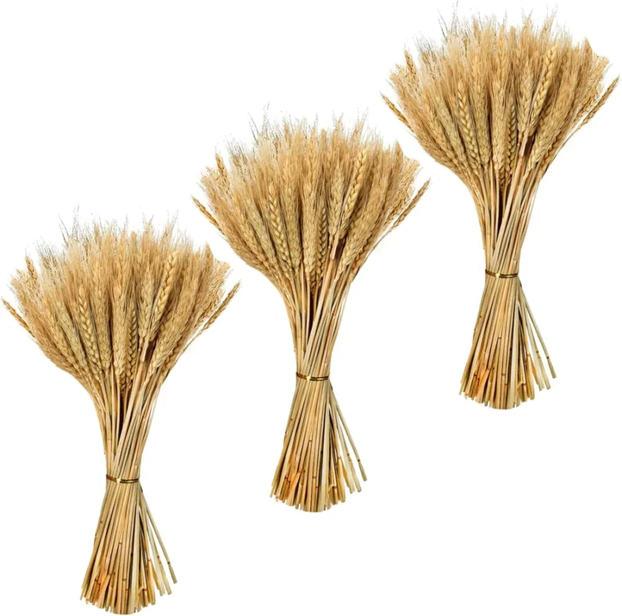 Lot de 300 épis de blé séchés naturels, 40 cm