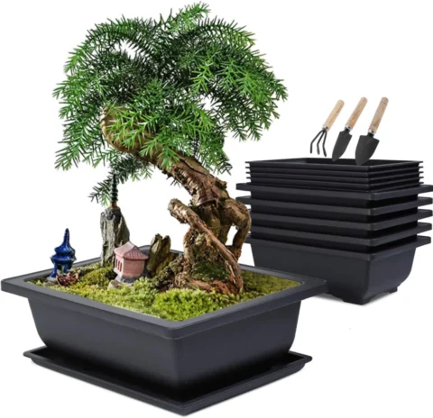 Lot de 6 pots à bonsaï avec soucoupe et outils