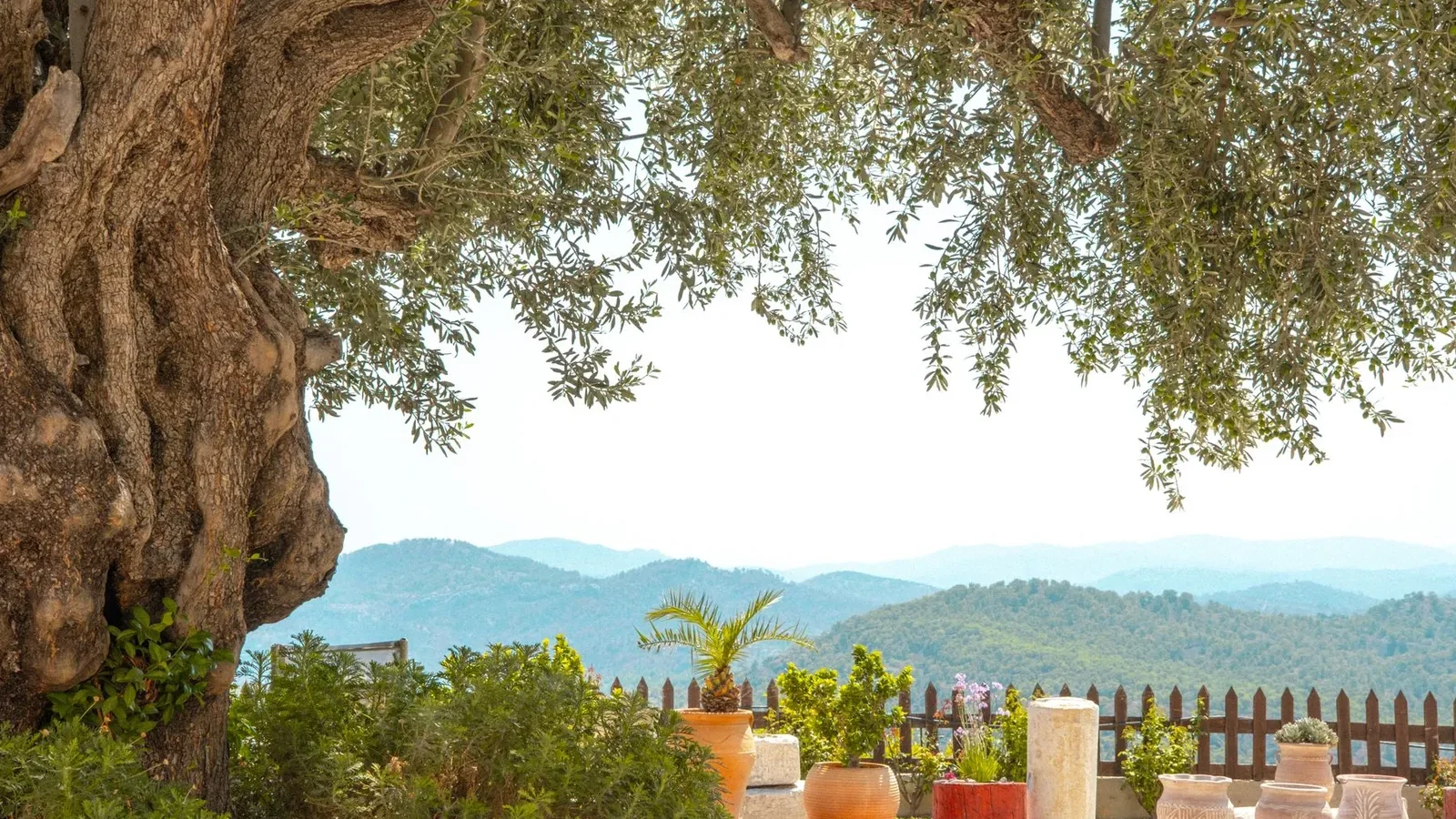 Olivier et plantes en pot sur une terrasse face aux montagnes