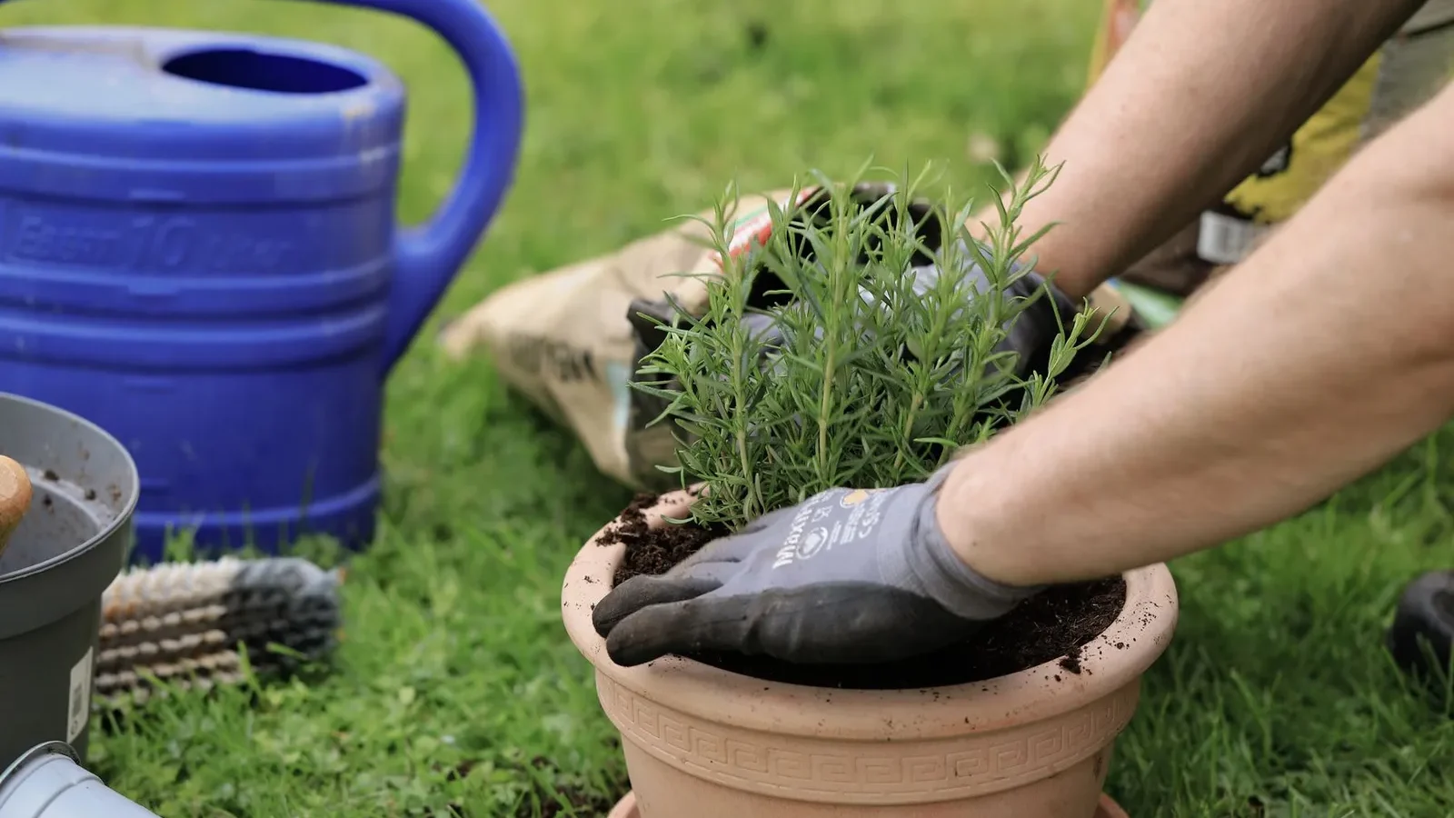 Plantation d’aromatiques dans un pot en terre cuite, arrosoir à côté