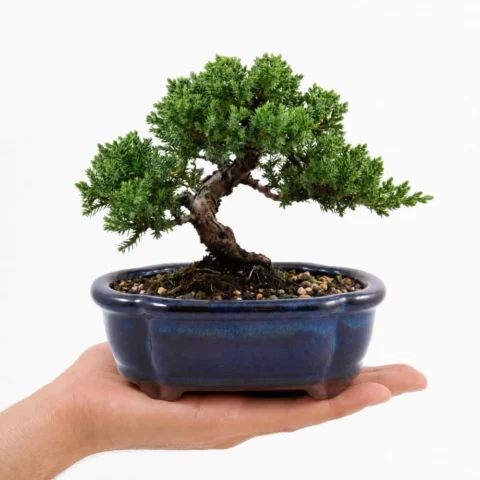 Petit pot à bonsaï rond en céramique bleu marine