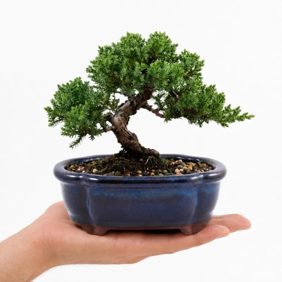 Petit pot à bonsaï rond en céramique bleu marine