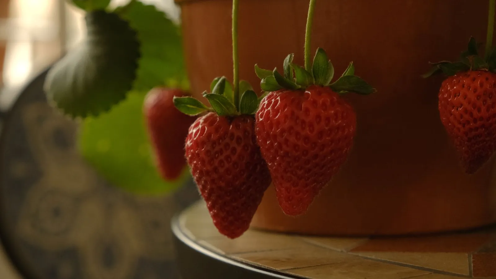 Fraises rouges qui mûrissent sur un fraisier en pot