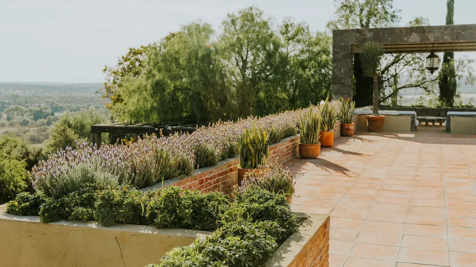 Terrasse avec lavandes et plantes grasses en pots de terre cuite