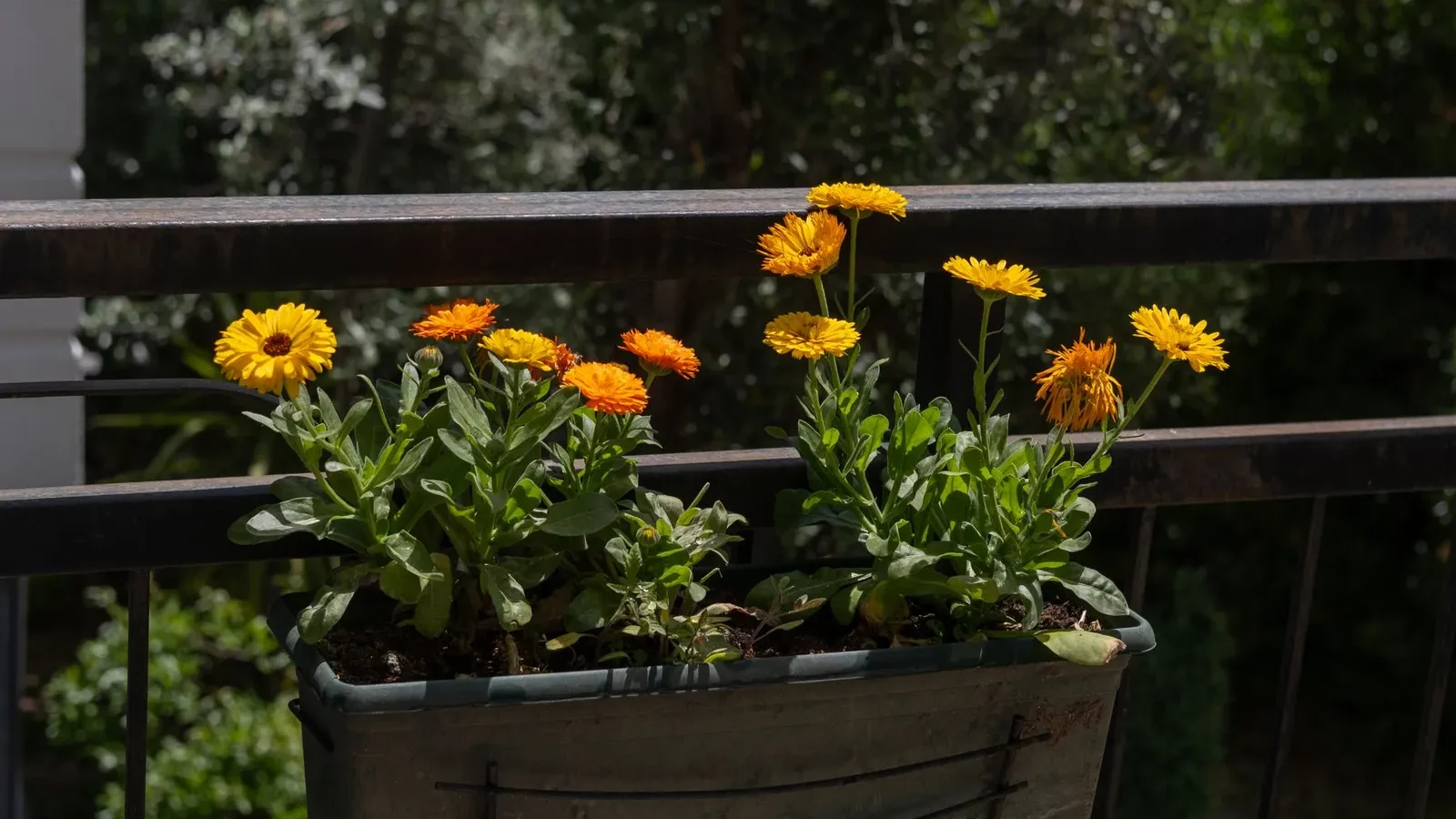 Soucis jaunes et orange en jardinière sur un balcon ensoleillé
