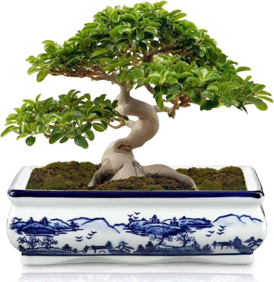 Pot à bonsaï en céramique bleu et blanc, 29 cm