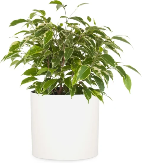Pot de fleurs en fiberstone blanc mat, 25 cm