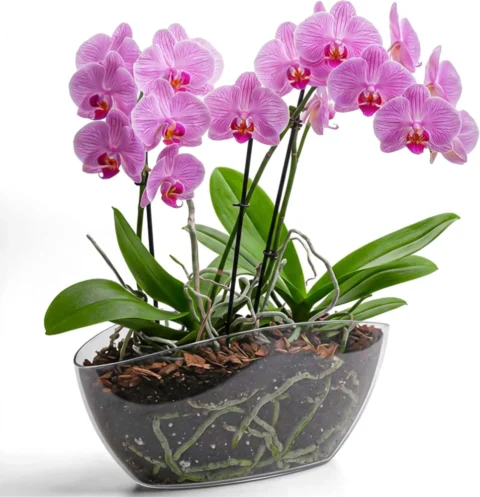 Pot ovale transparent pour orchidées, KONZEPT