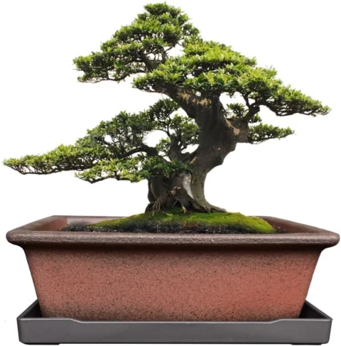 Pot rectangulaire en terre cuite non émaillée, 22 cm
