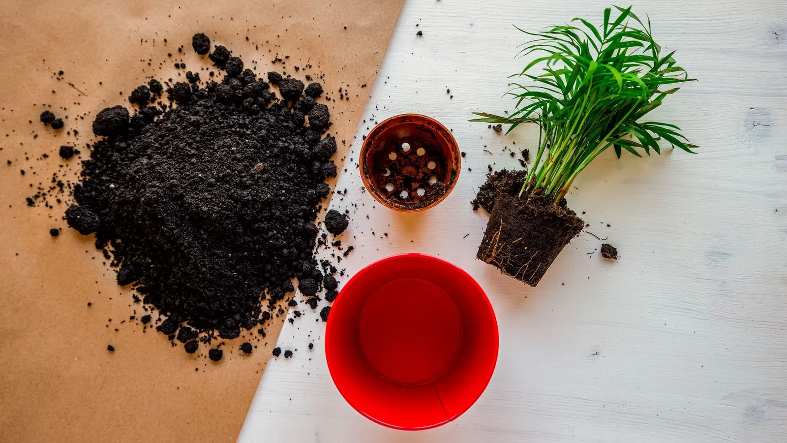 Terreau, pots et plante prêts pour une plantation, vus du dessus
