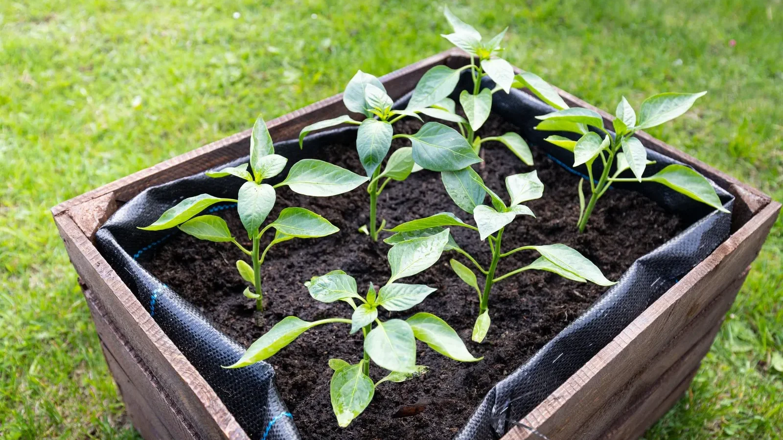 Plants de poivrons dans une jardinière en bois remplie de terreau