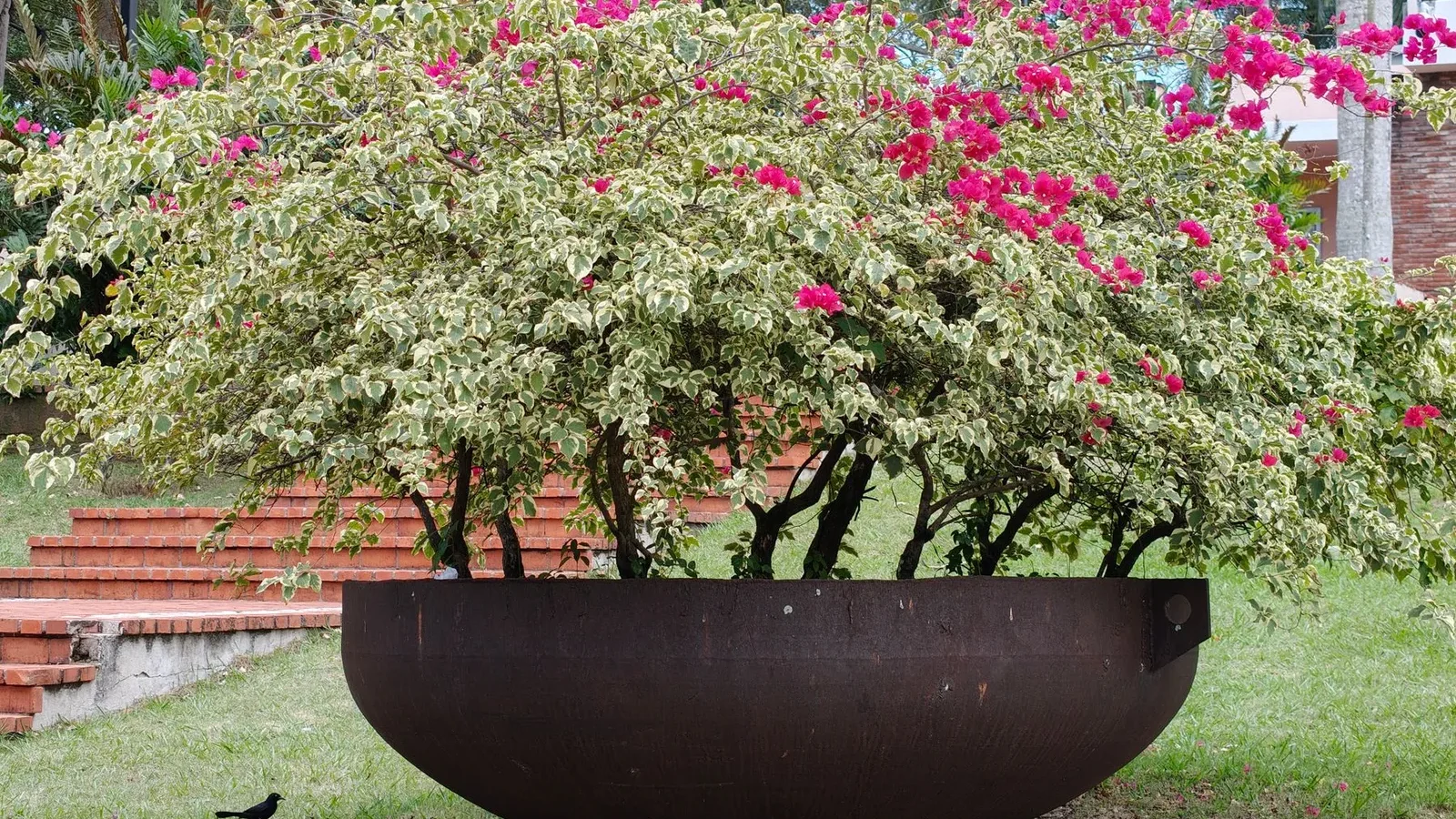 Bougainvillier en fleurs dans une grande jardinière