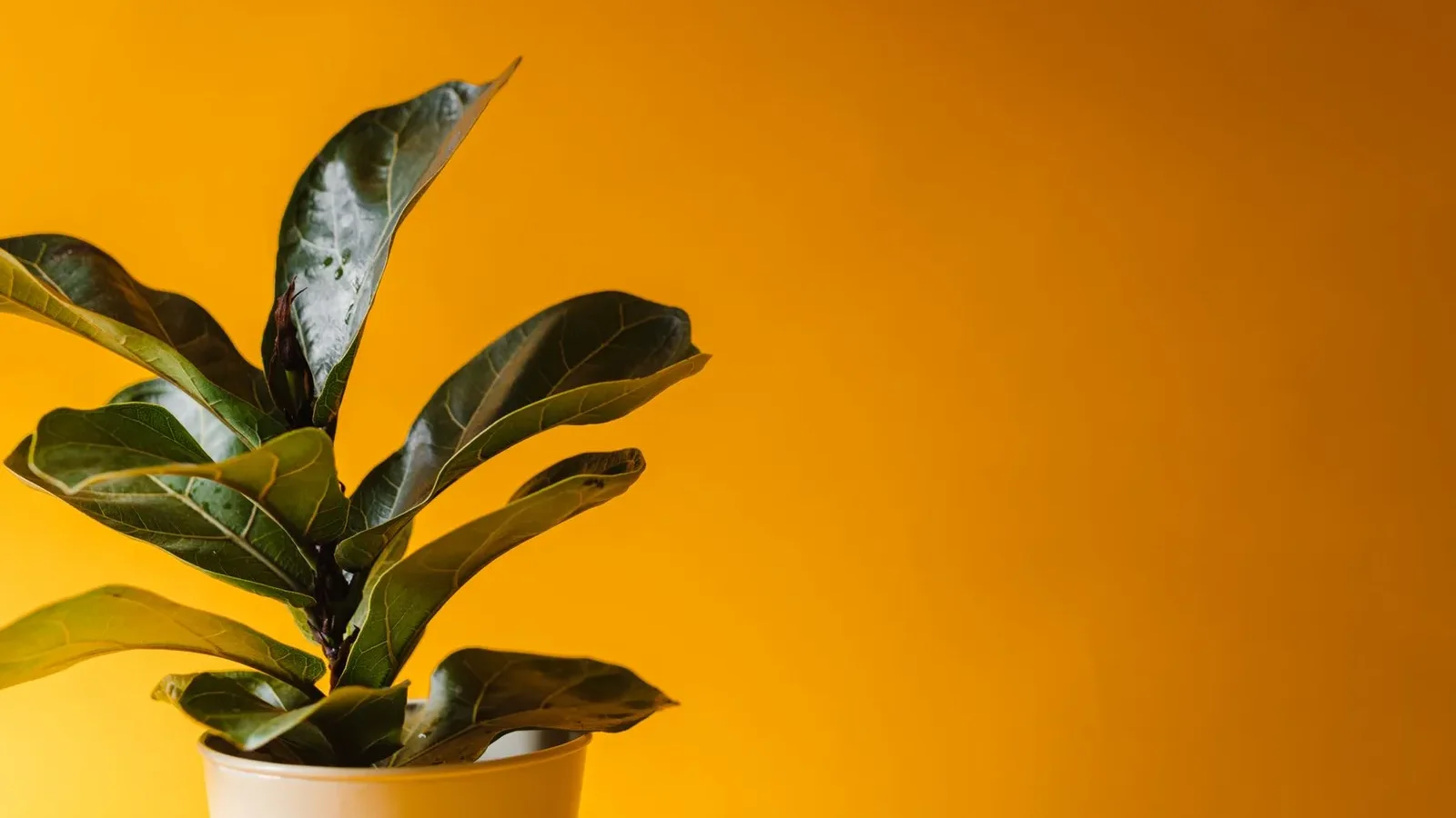 Ficus lyrata en pot sur fond jaune