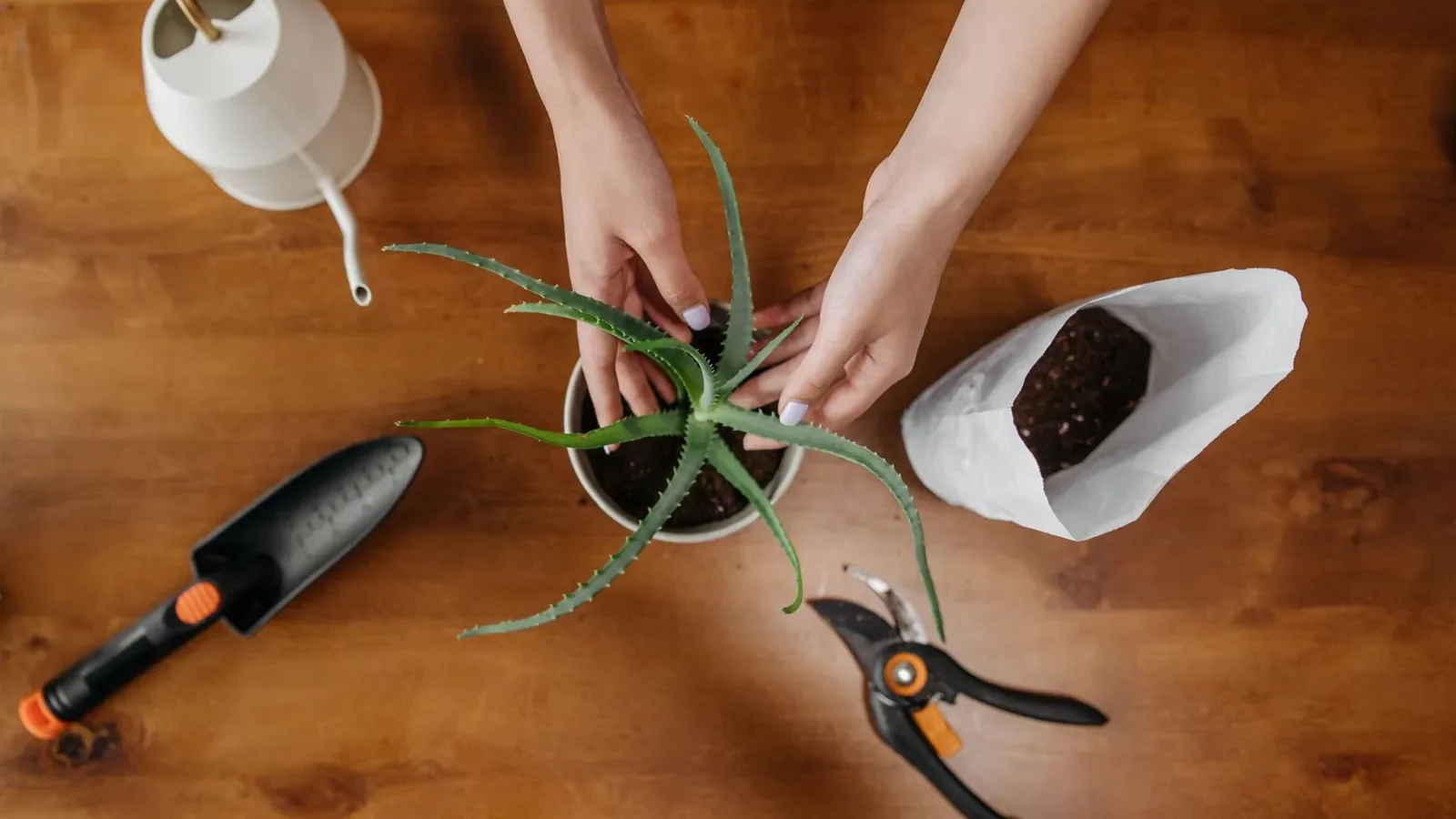 Rempotage d’un aloe vera avec des outils de jardinage