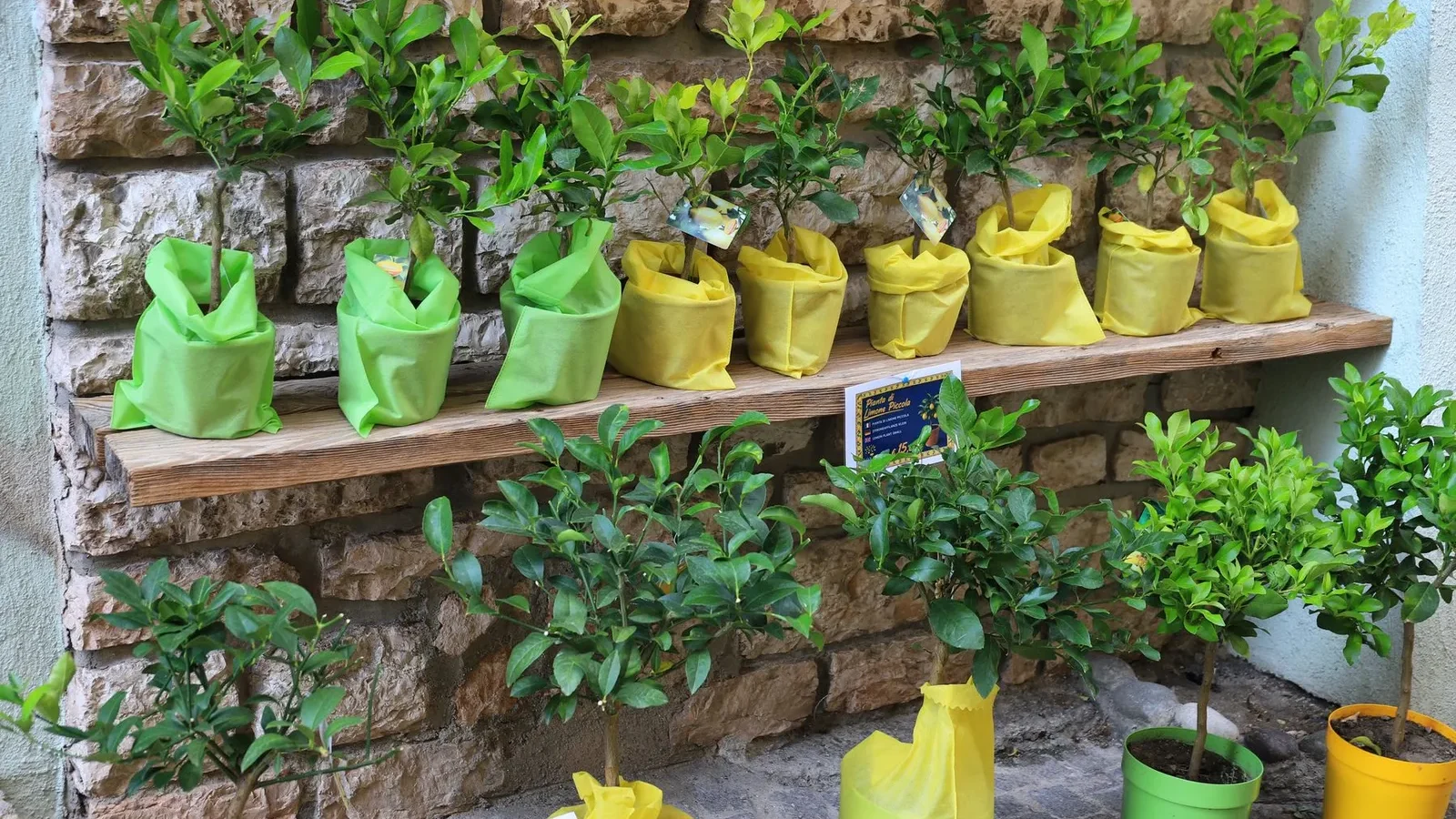 Jeunes citronniers en pots colorés contre un mur de pierre