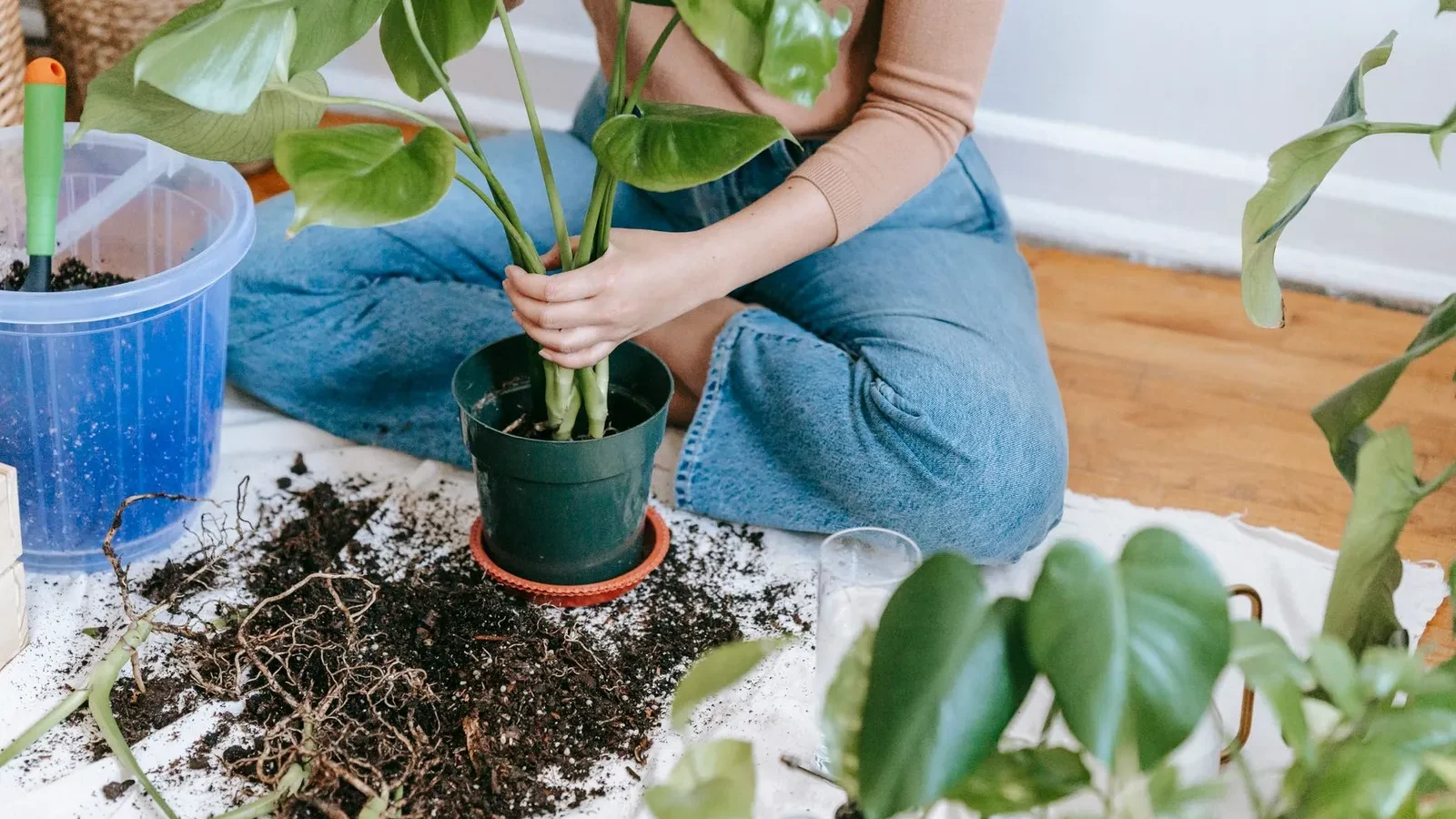 Plantation d’une plante d’intérieur dans un pot, assise au sol