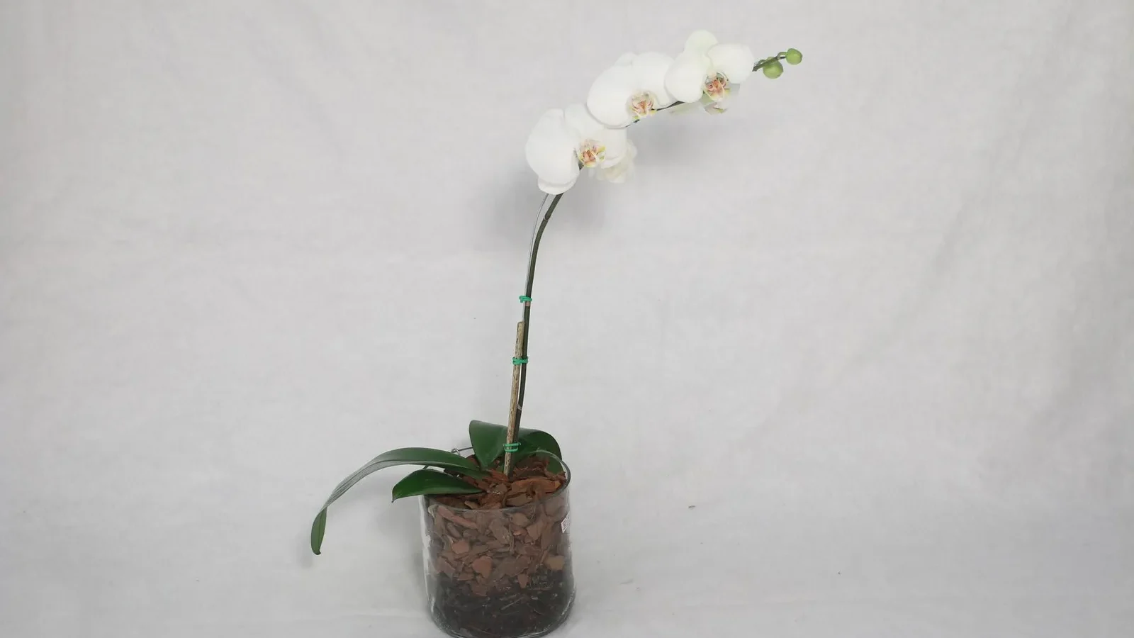Orchidée blanche dans un pot transparent